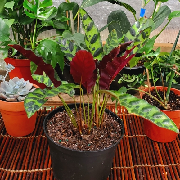 🌱Calathea Rattlesnake | 4" pot - Picture 5 of 7